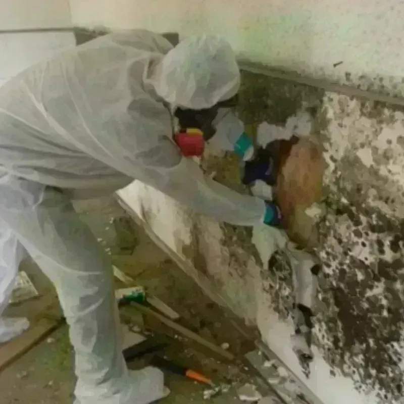 Mold Remediation and Removal in Seminole, FL